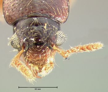 Media type: image;   Entomology 6539 Aspect: head dorsal view